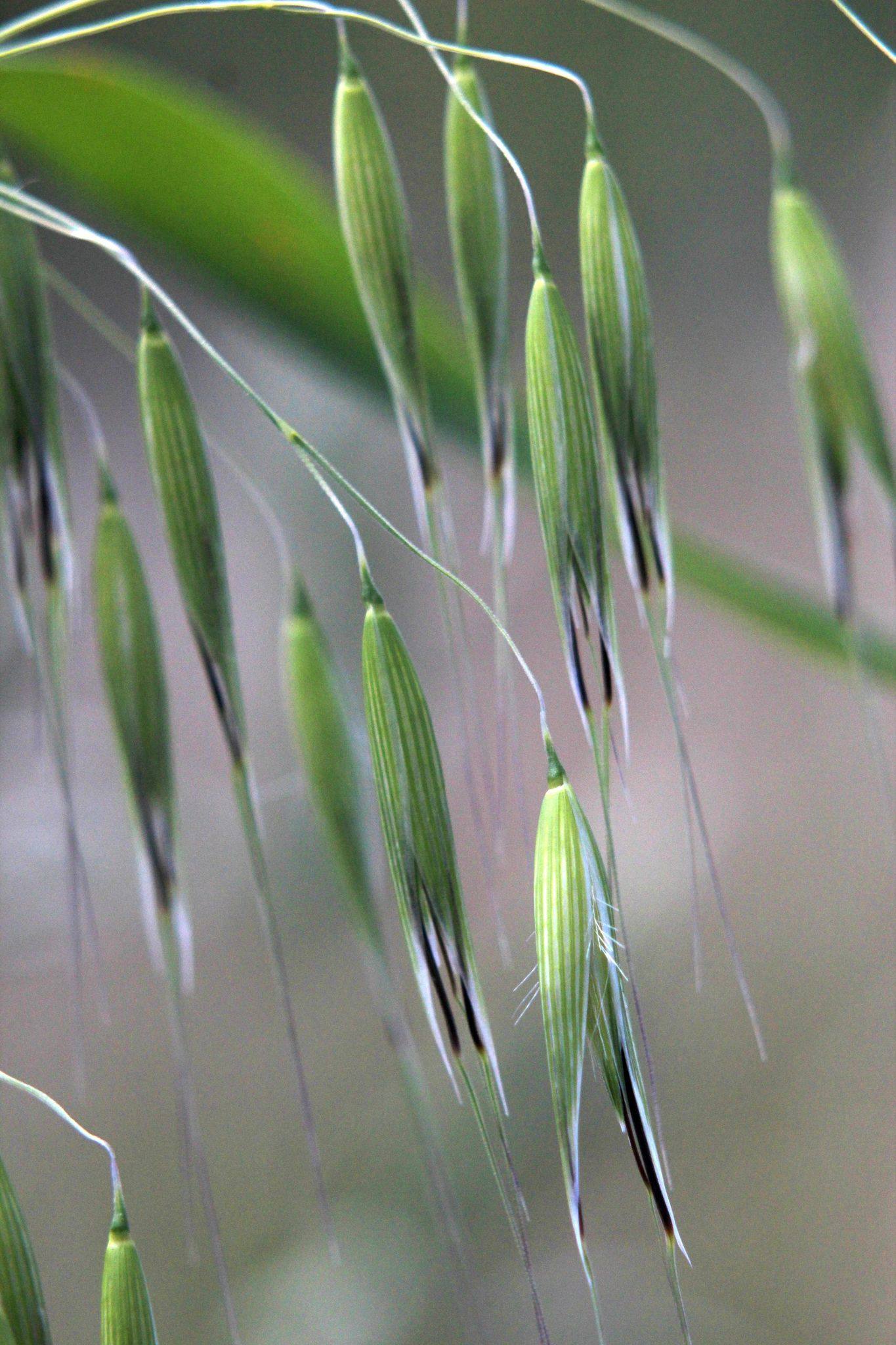 Avena barbata