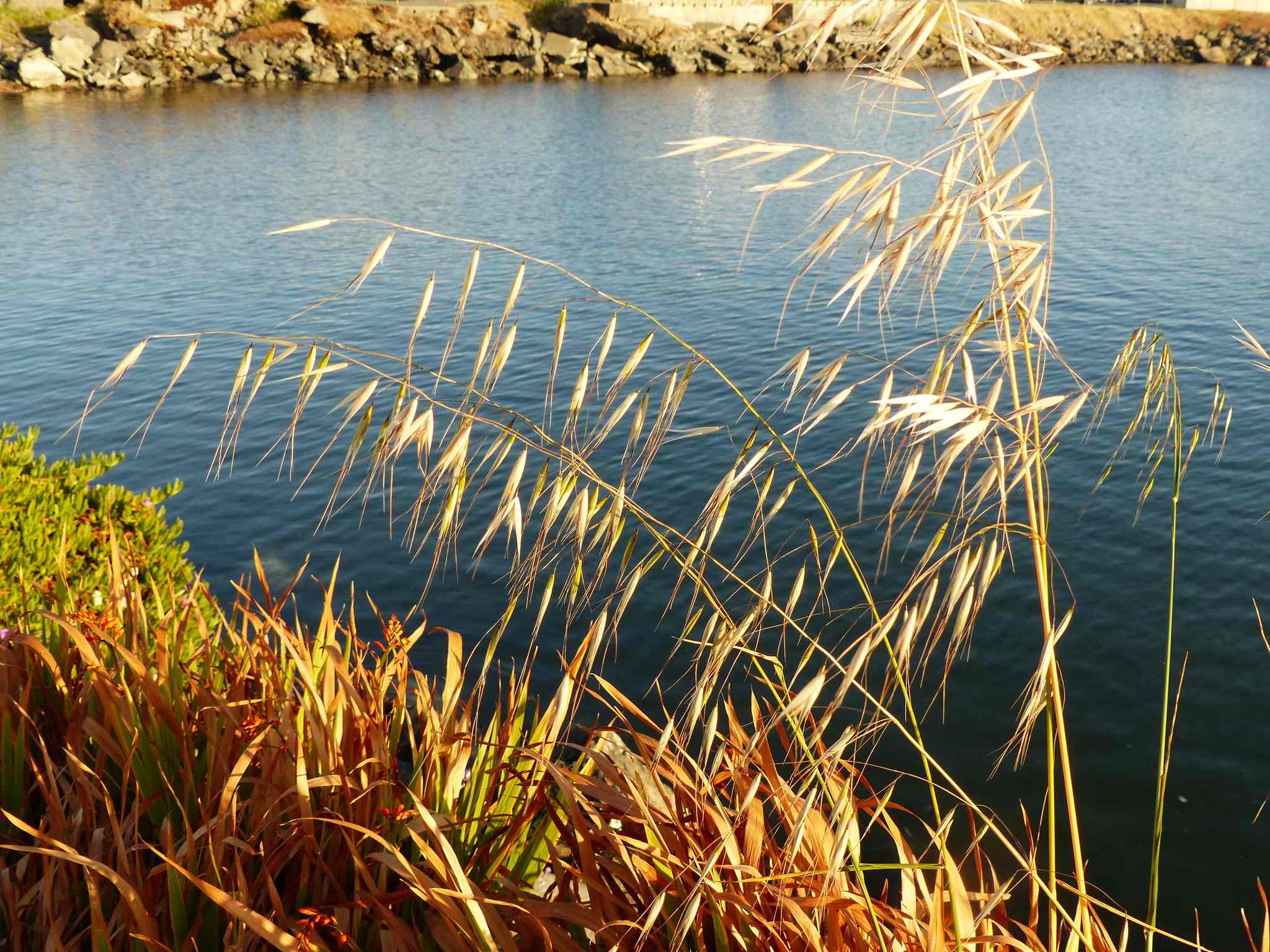 Avena barbata