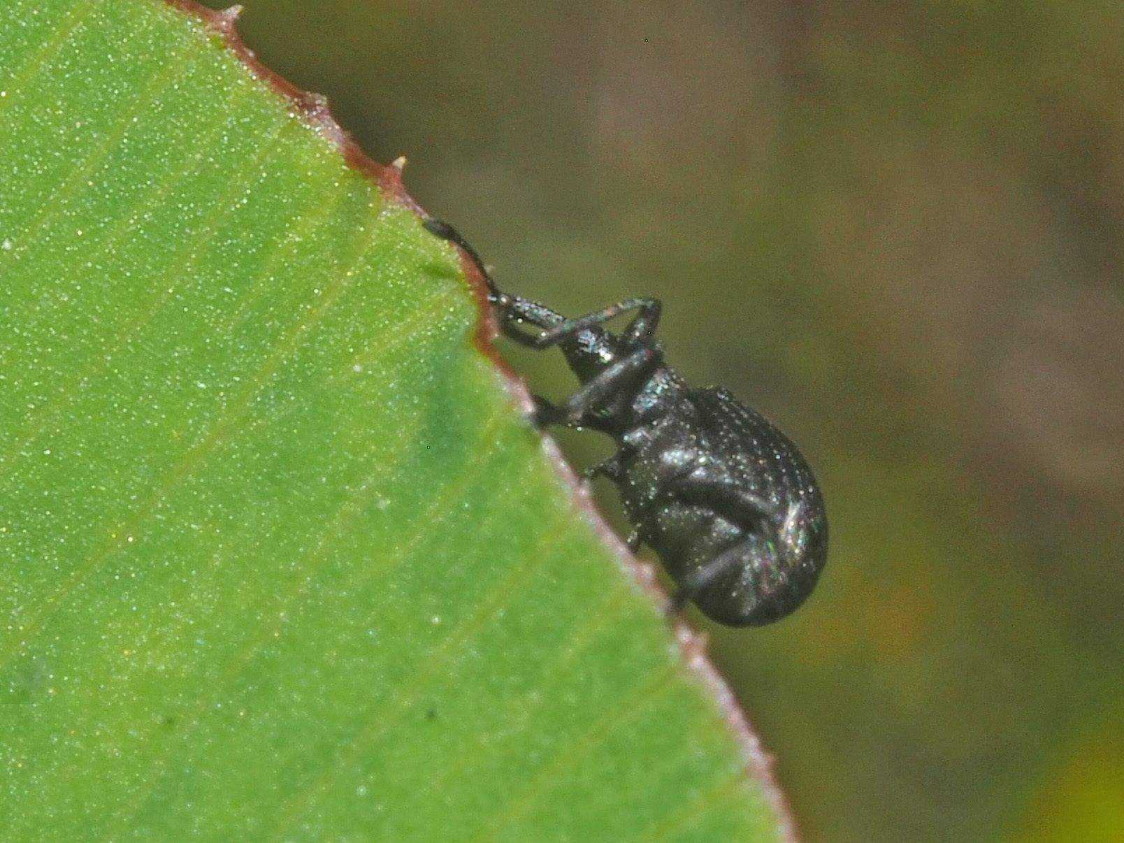Protapion filirostre