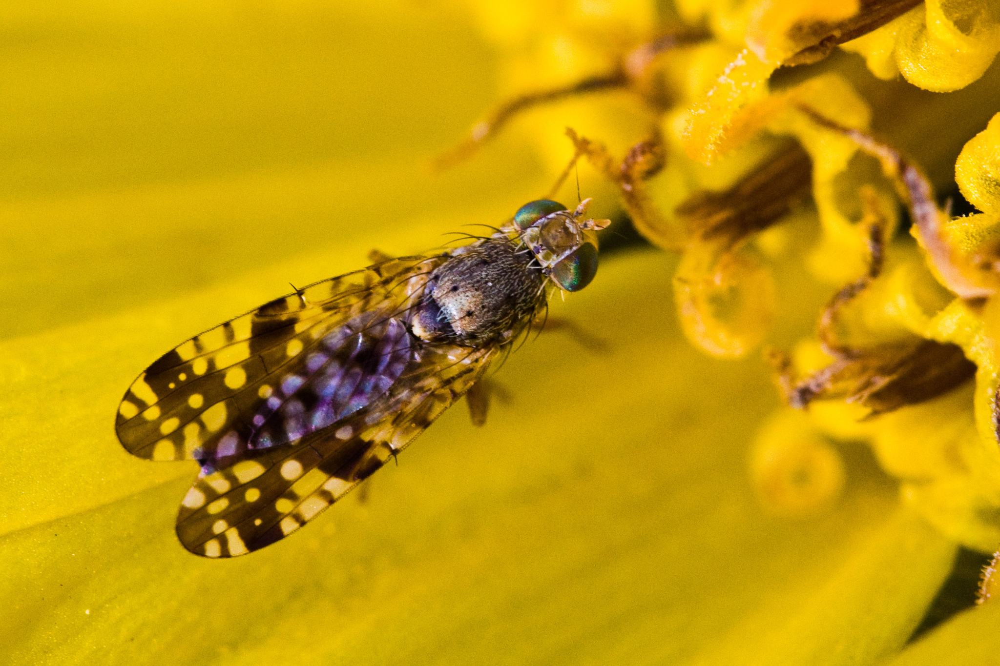 Neotephritis finalis