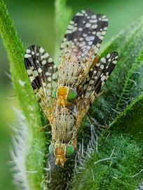 Neotephritis finalis