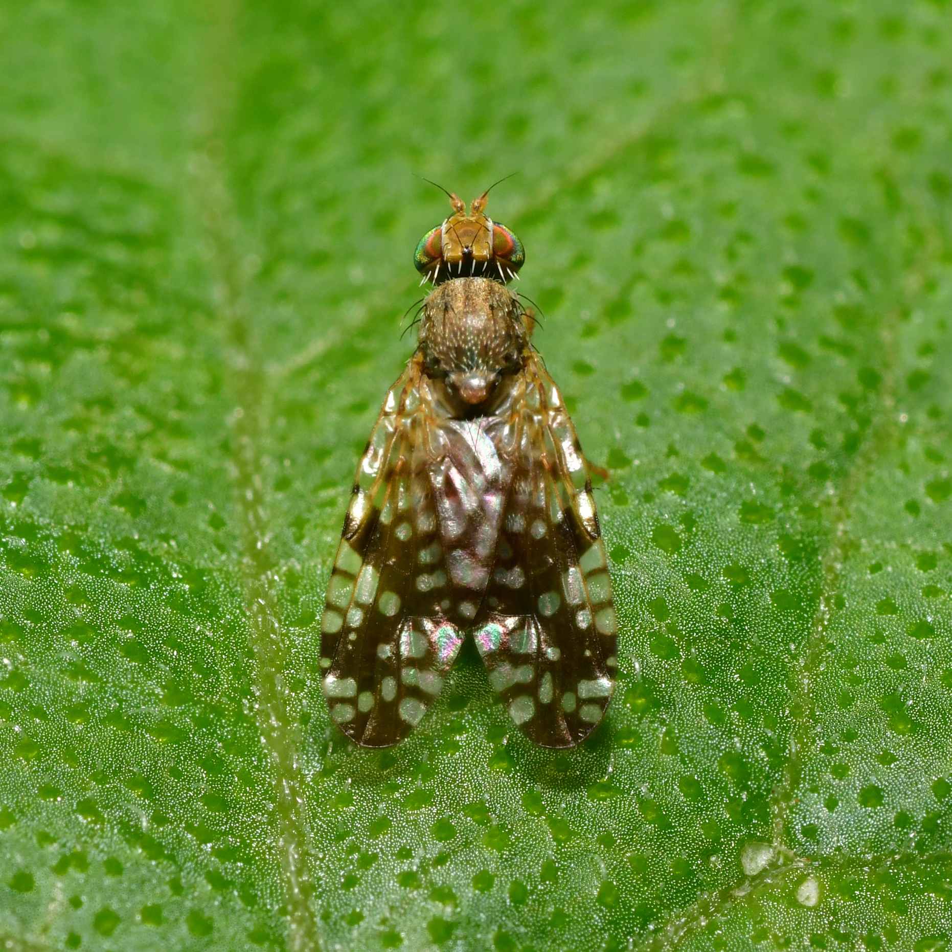Neotephritis finalis