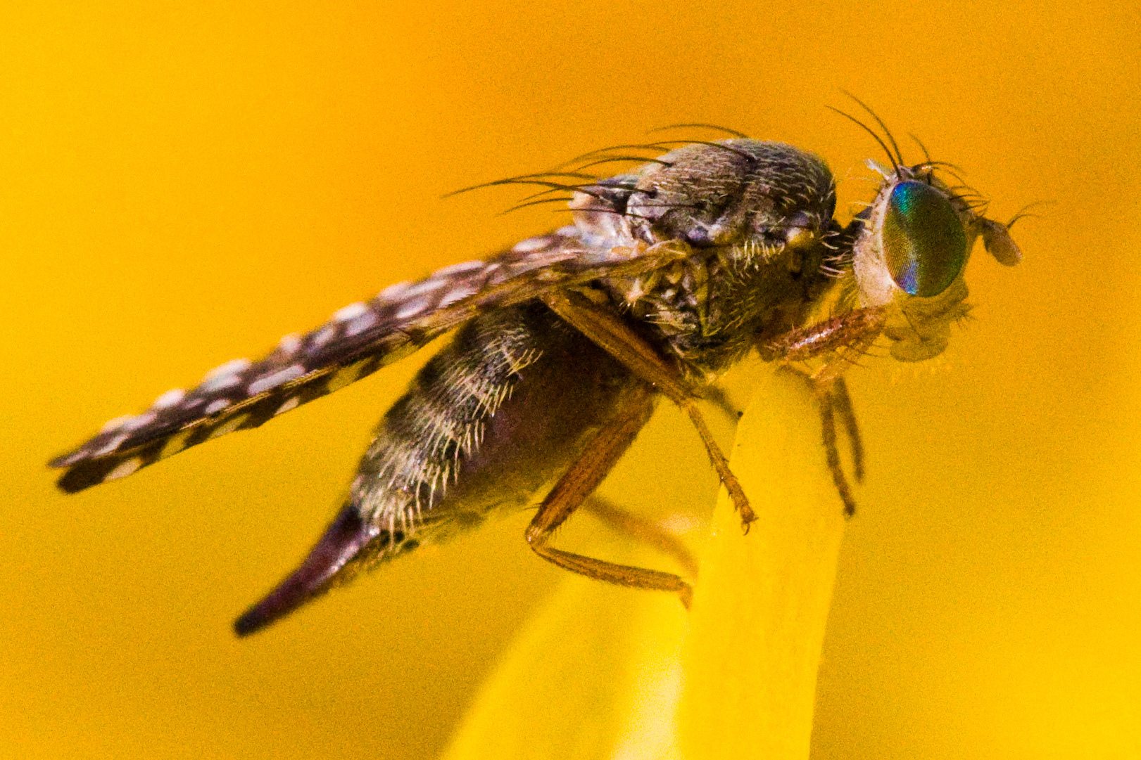 Neotephritis finalis