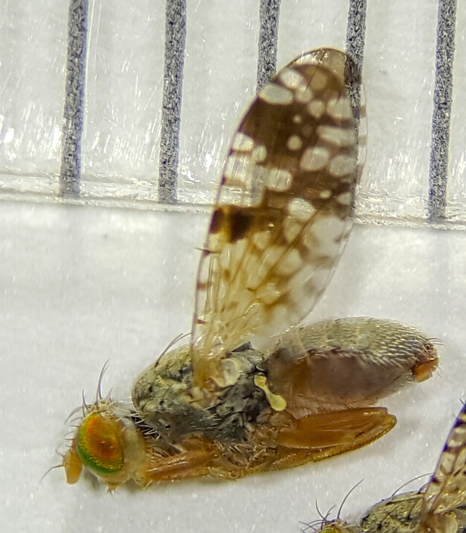 Neotephritis finalis