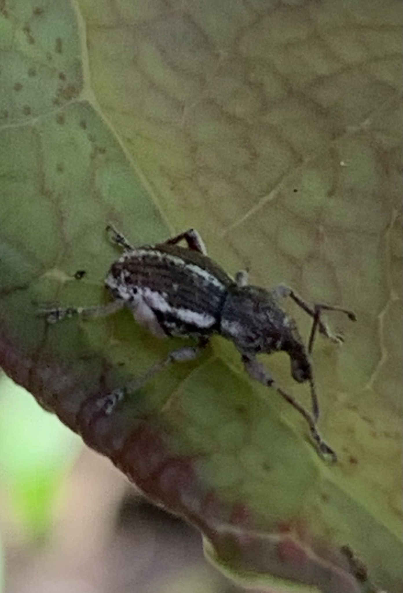 Perperus