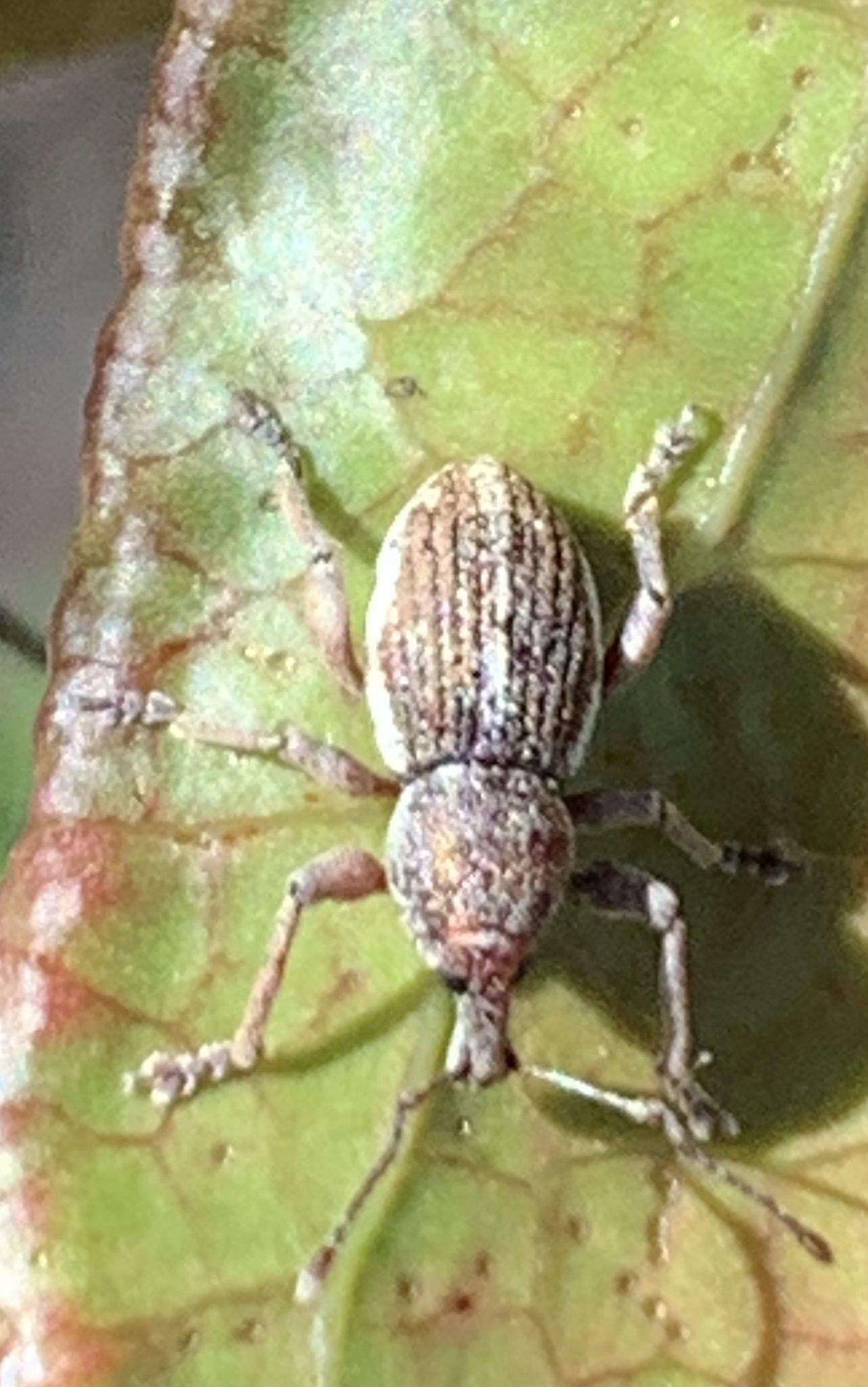 Perperus