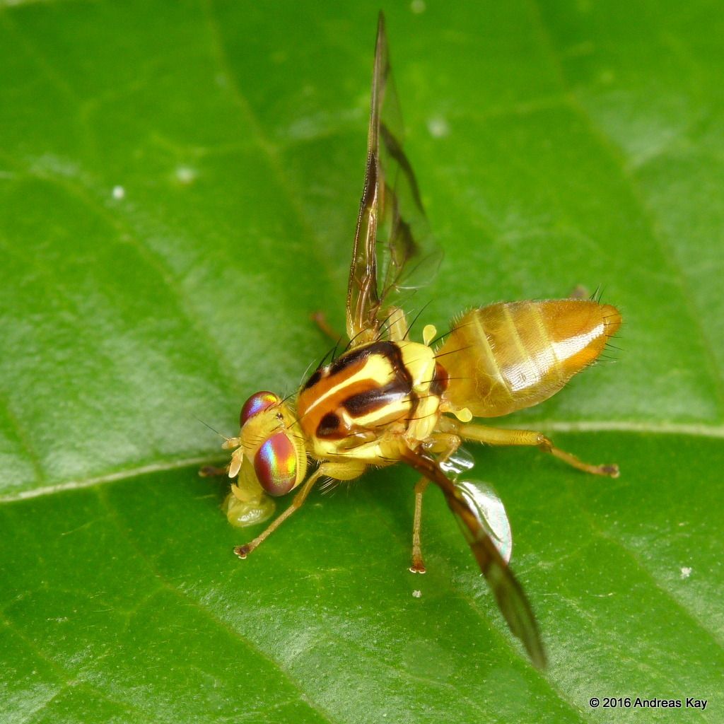 Anastrepha striata