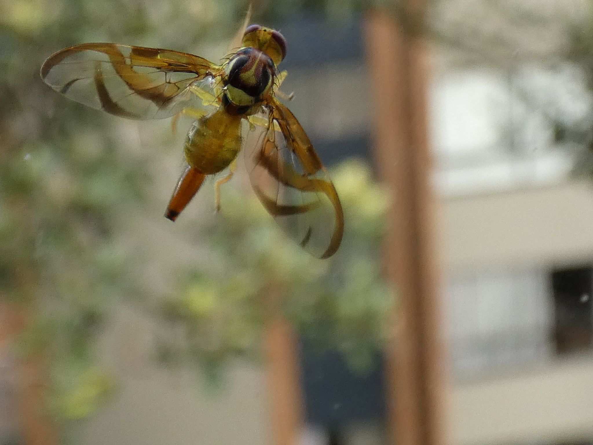 Anastrepha striata