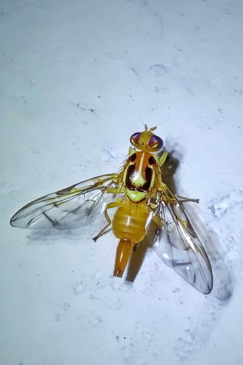 Anastrepha striata