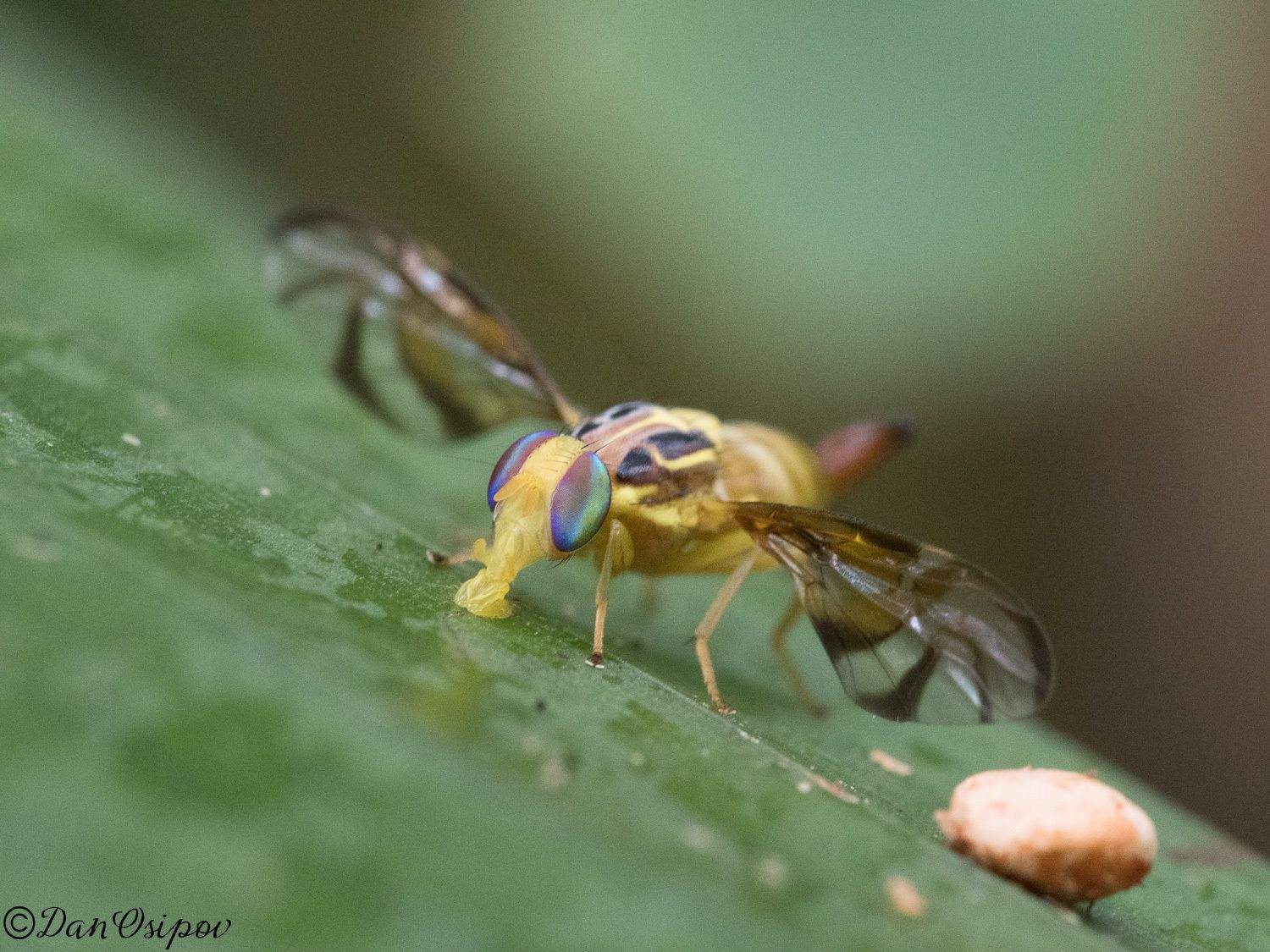 Anastrepha striata