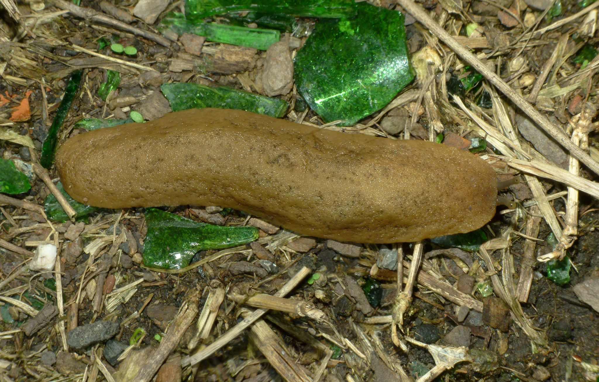 Sarasinula plebeia