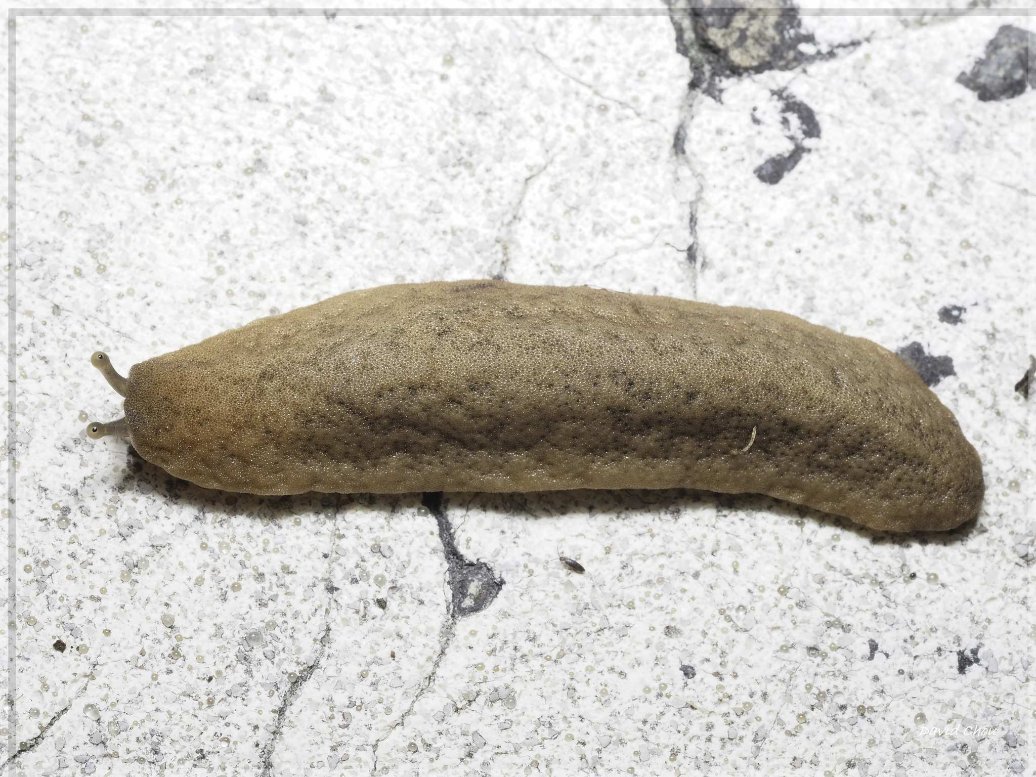 Sarasinula plebeia