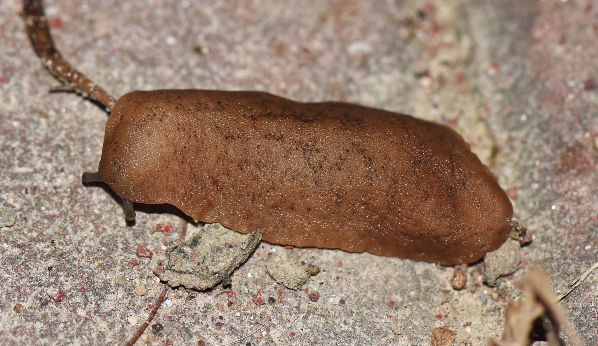 Sarasinula plebeia
