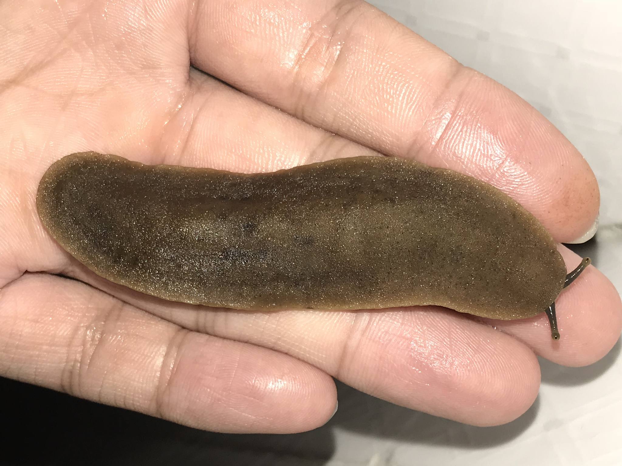 Sarasinula plebeia