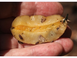Sarasinula plebeia
