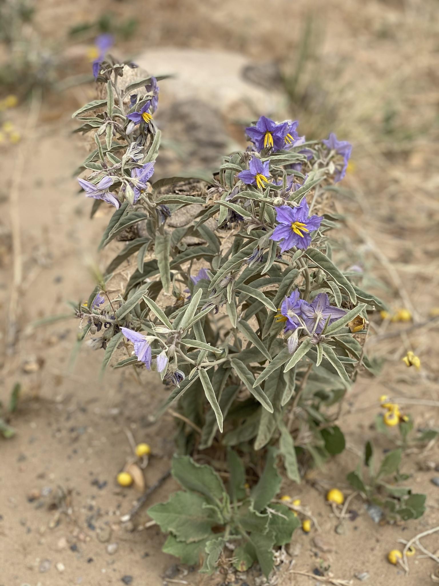 Solanum elaeagnifolium