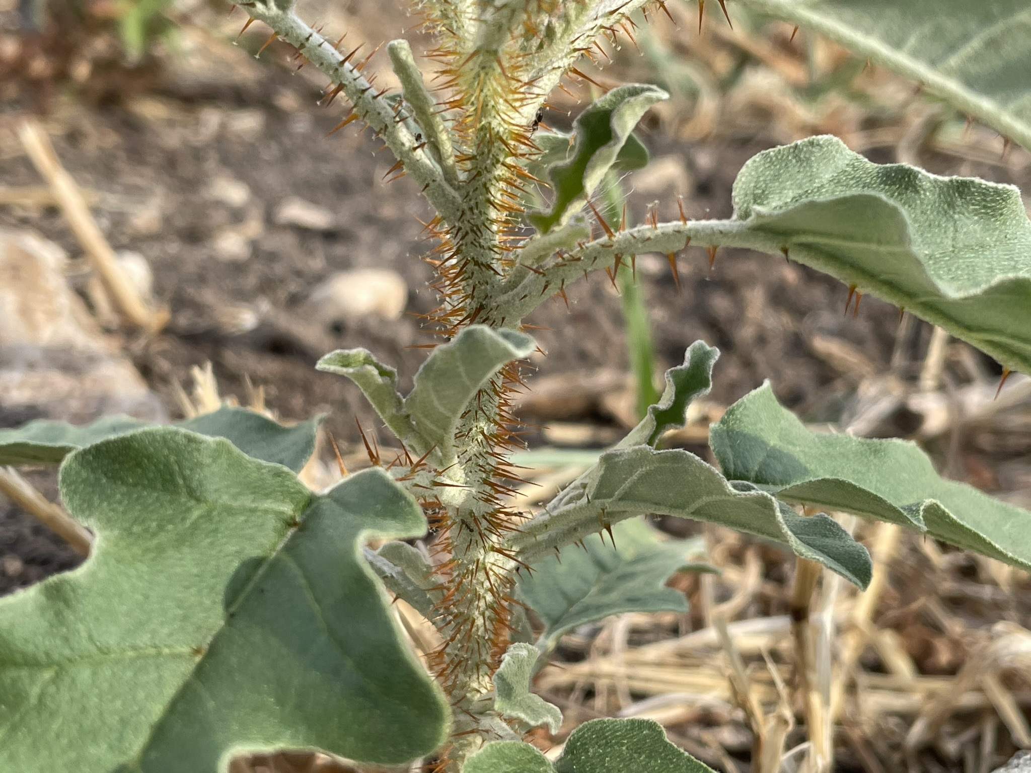 Solanum elaeagnifolium