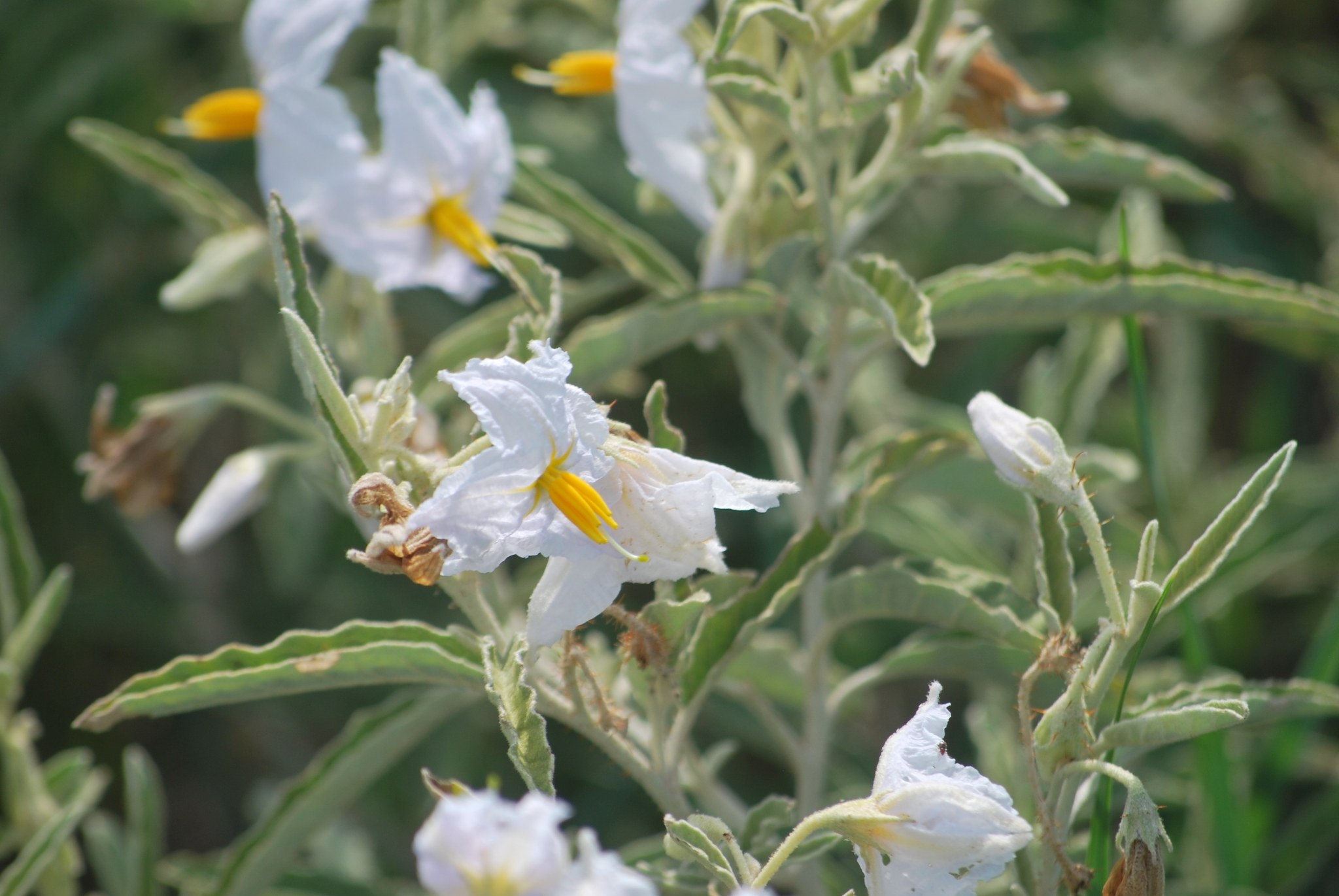 Solanum elaeagnifolium