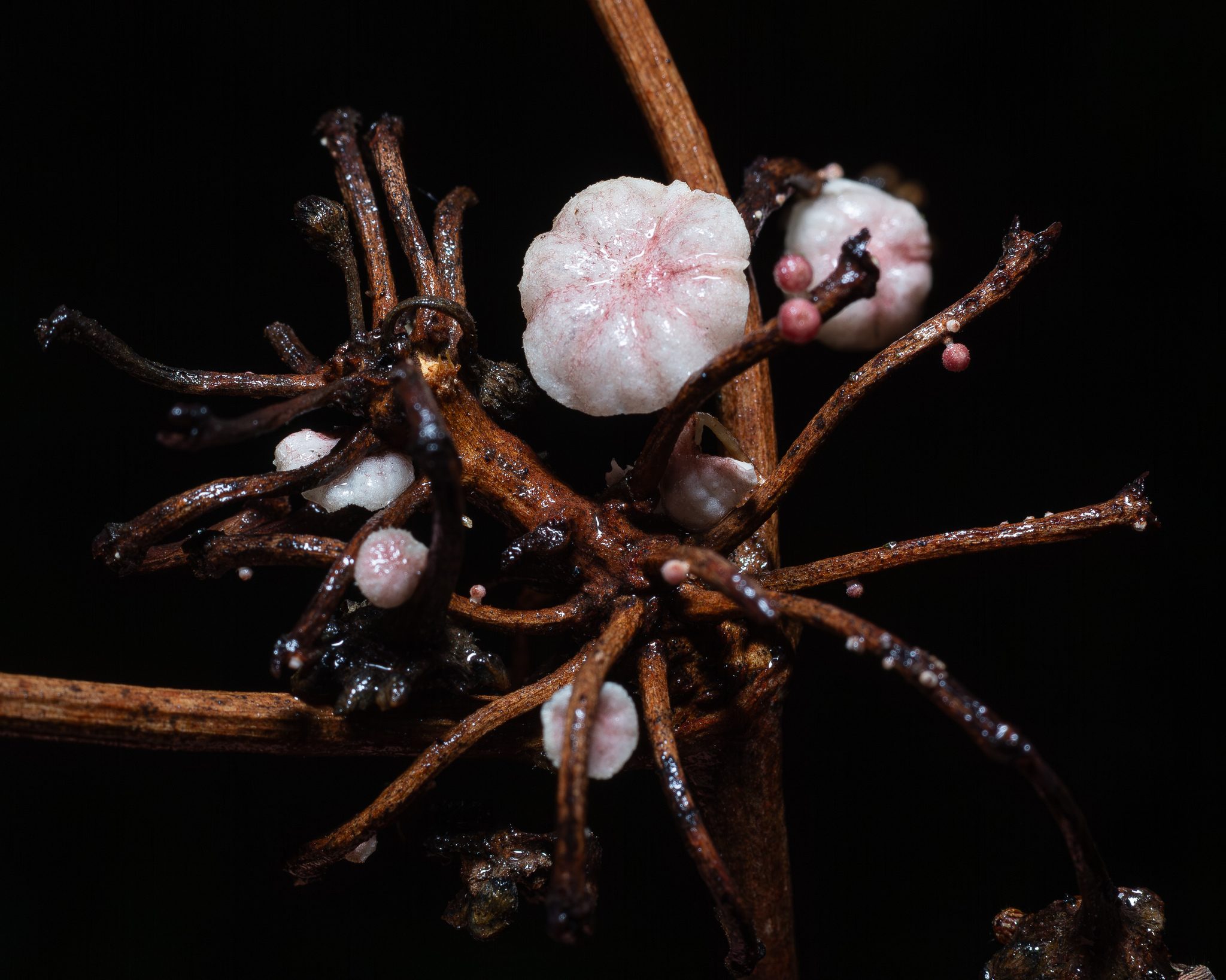 Moniliophthora perniciosa