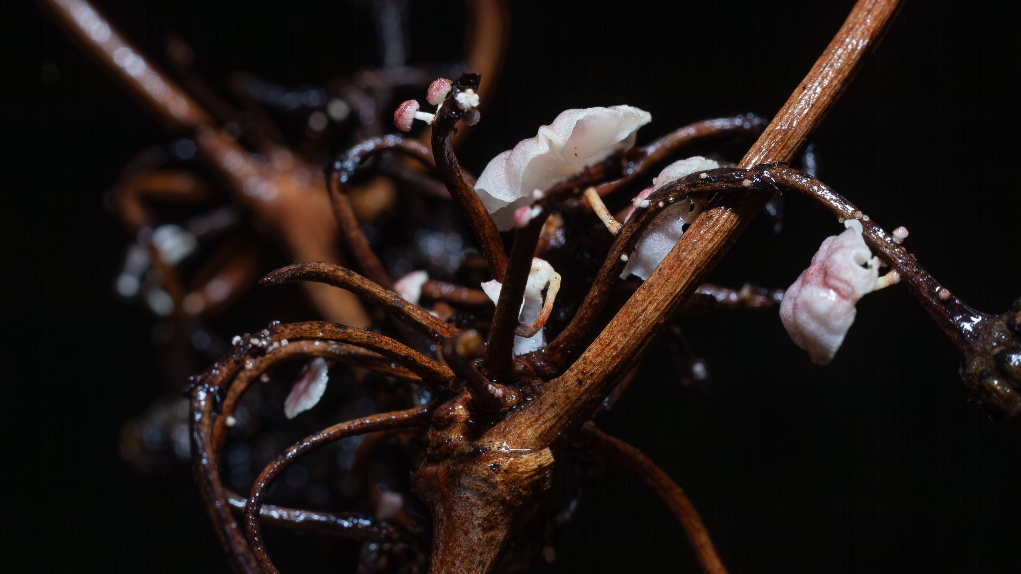 Moniliophthora perniciosa