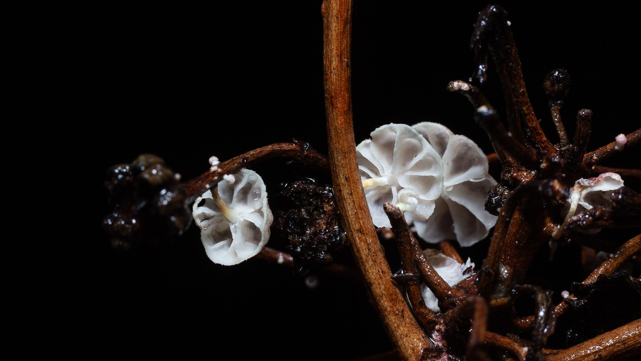 Moniliophthora perniciosa