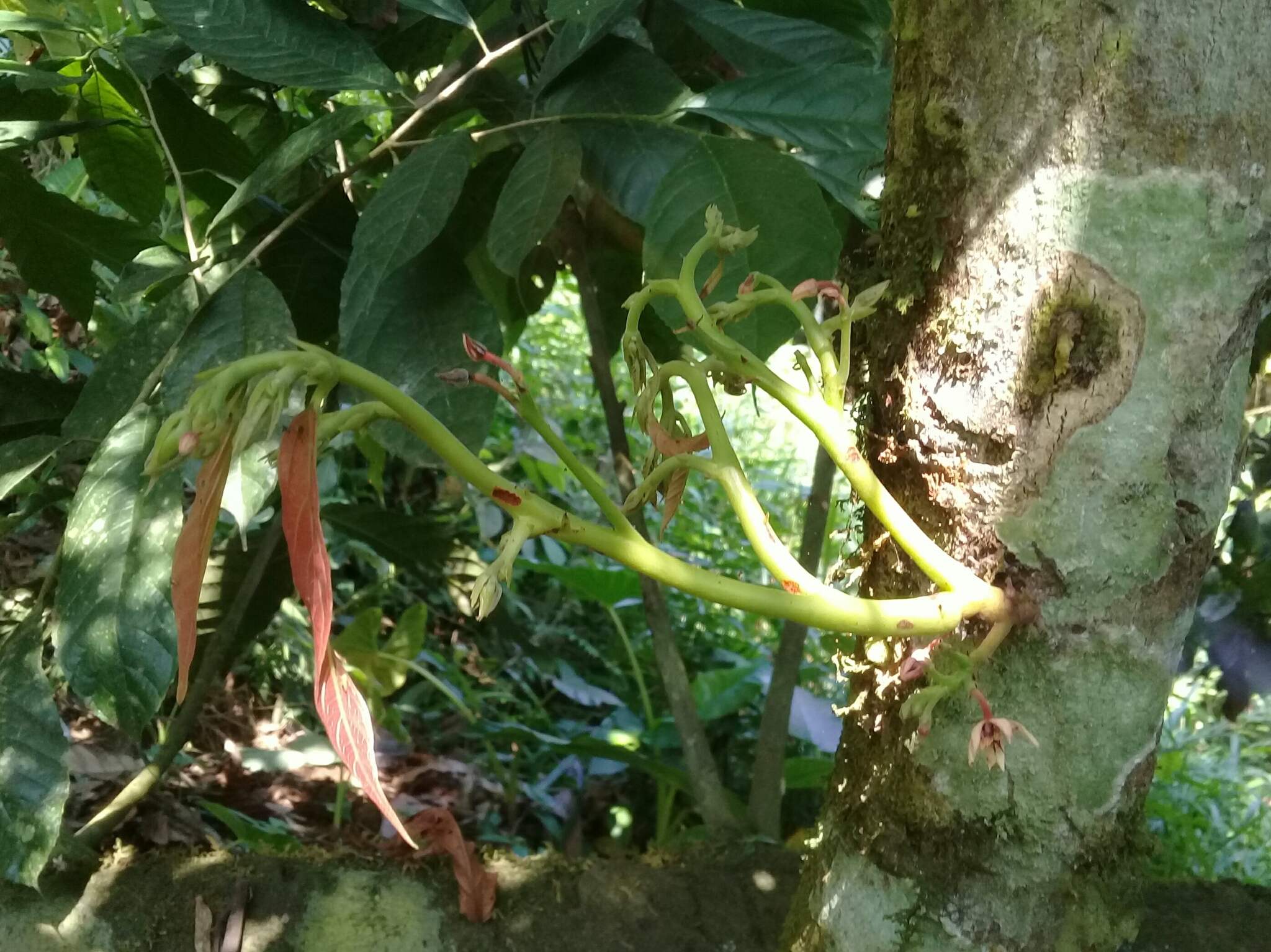 Moniliophthora perniciosa