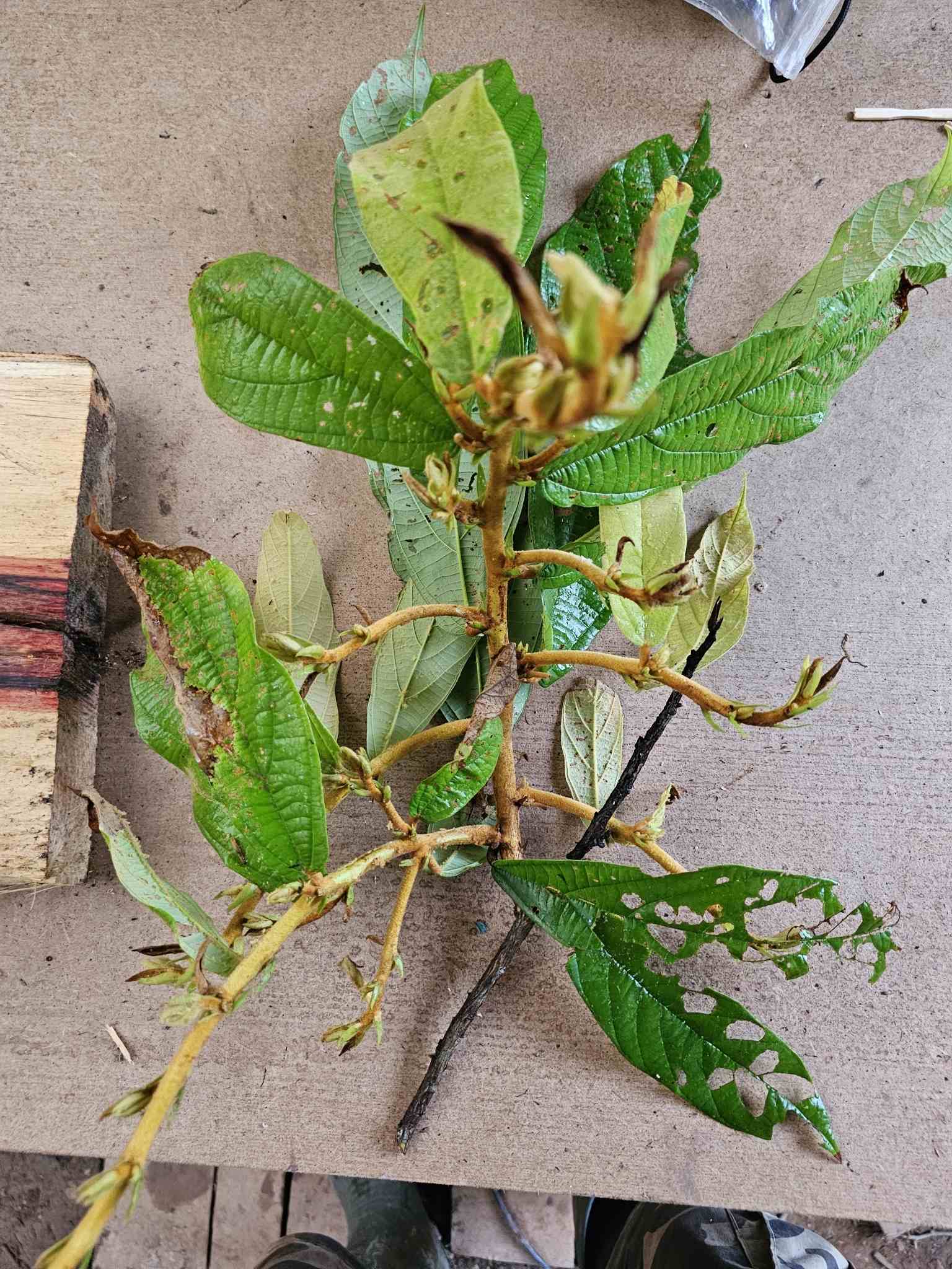 Moniliophthora perniciosa