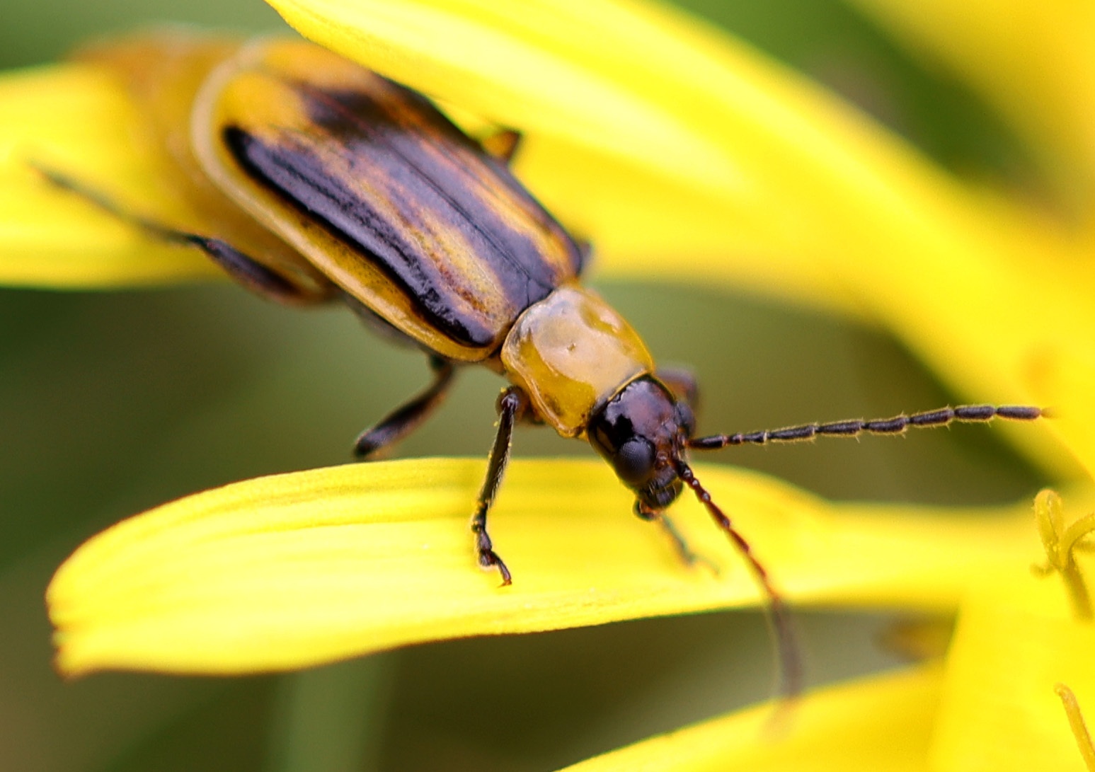 Diabrotica virgifera