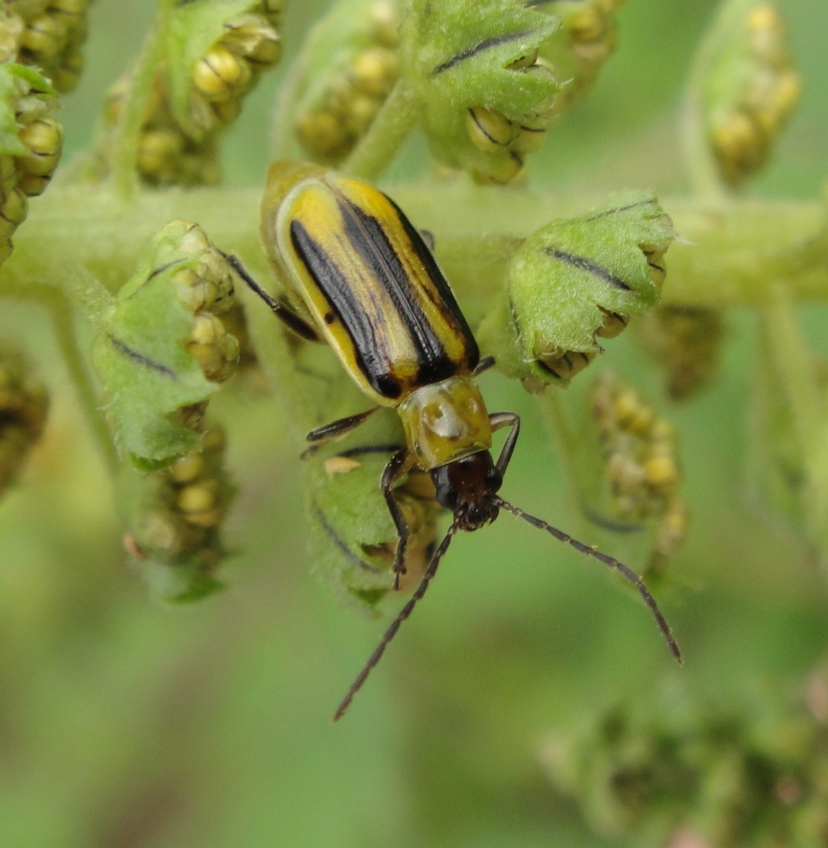 Diabrotica virgifera