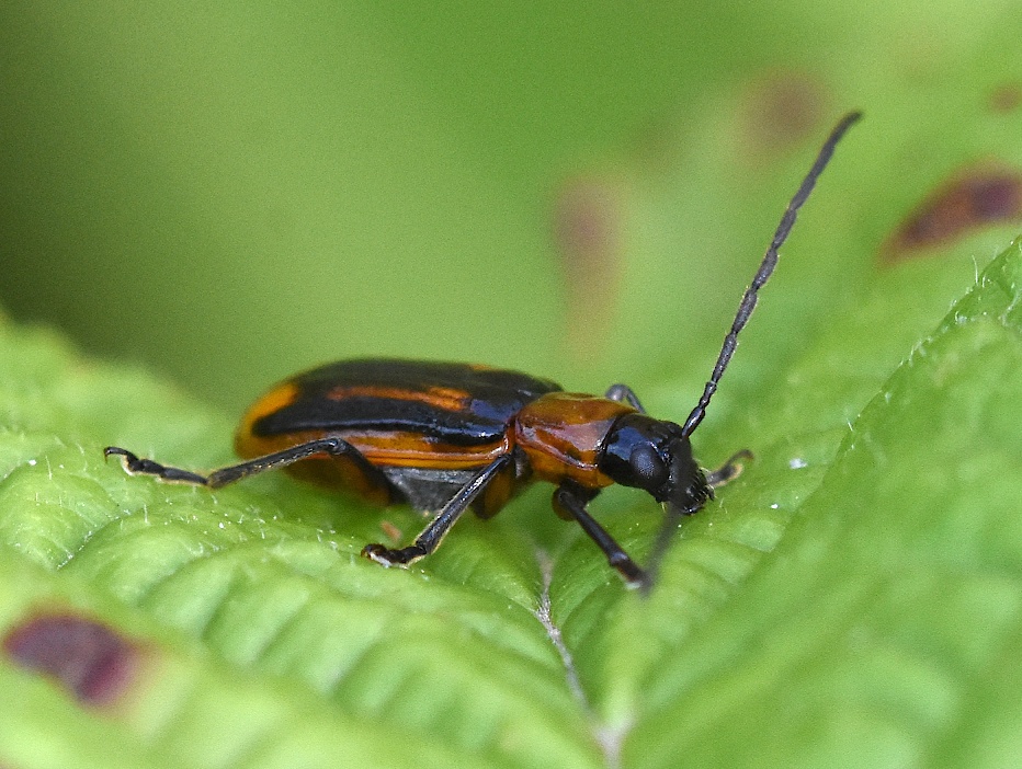 Diabrotica virgifera
