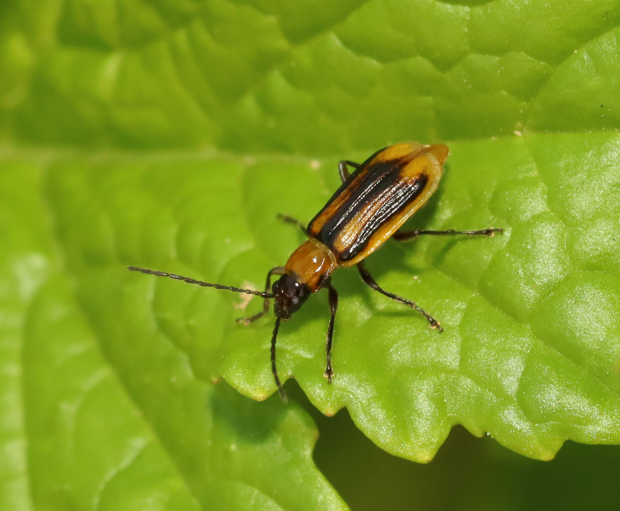Diabrotica virgifera