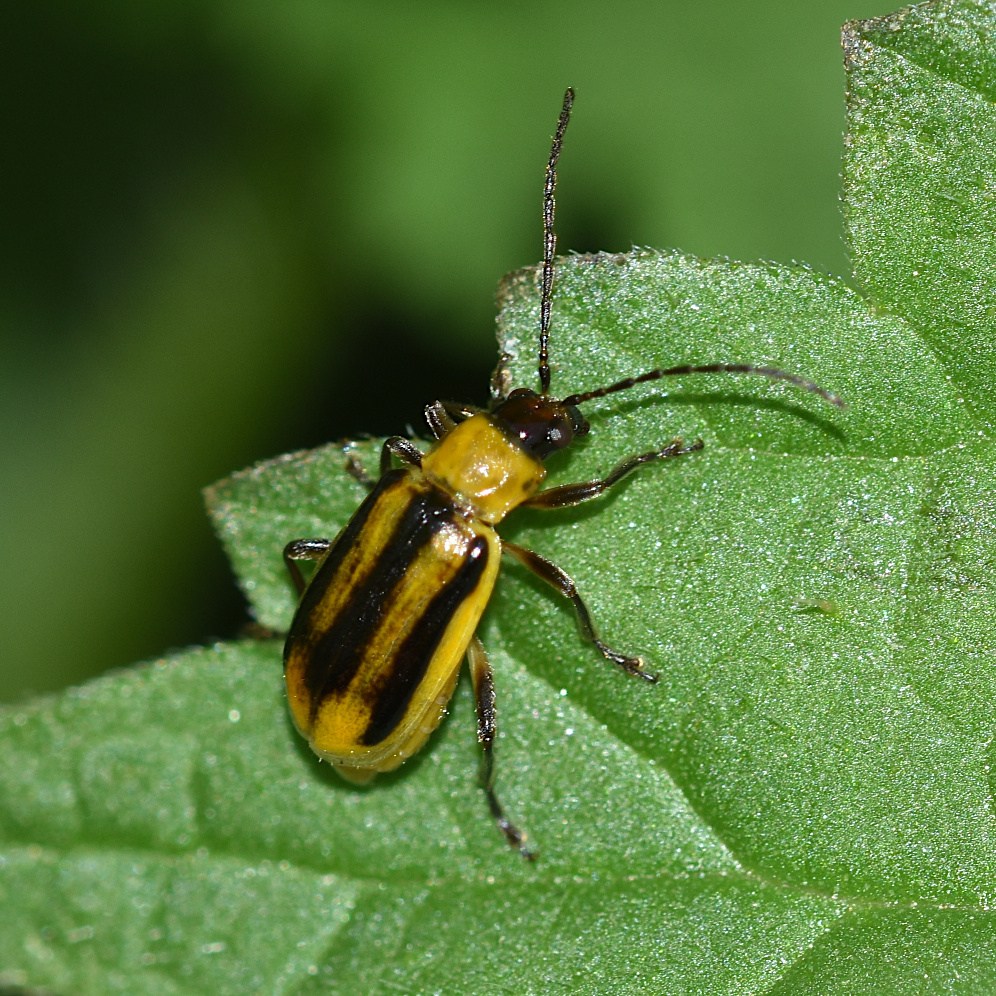 Diabrotica virgifera