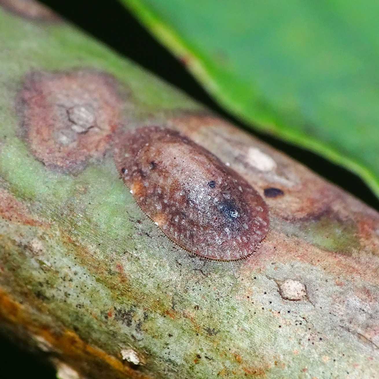 Trijuba oculata