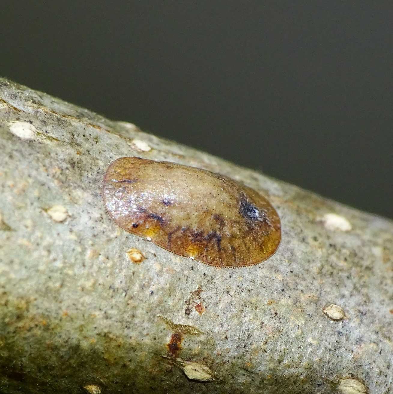 Trijuba oculata