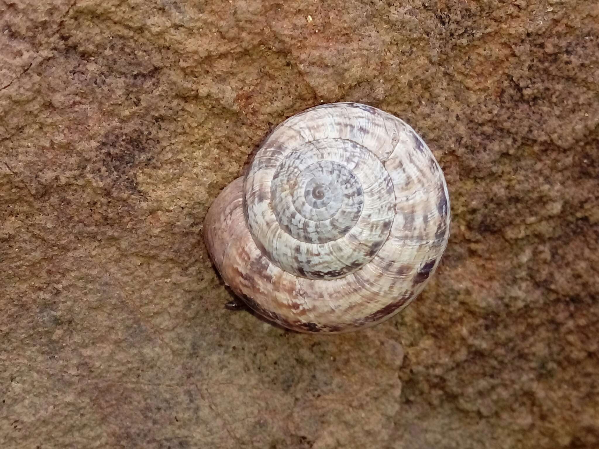 Xerosecta cespitum