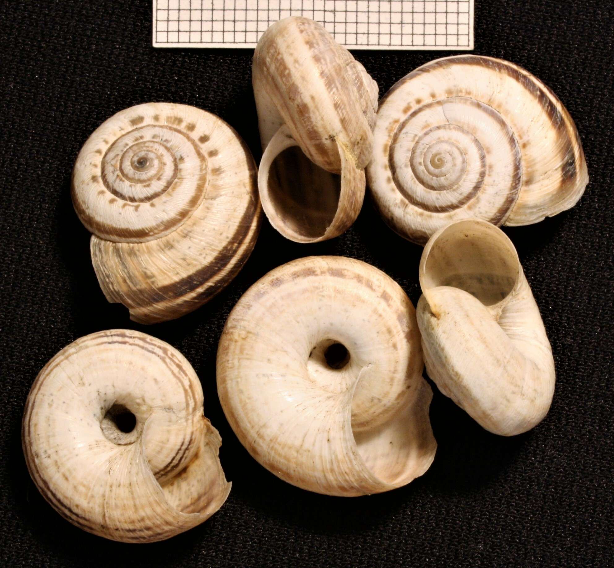 Xerosecta cespitum