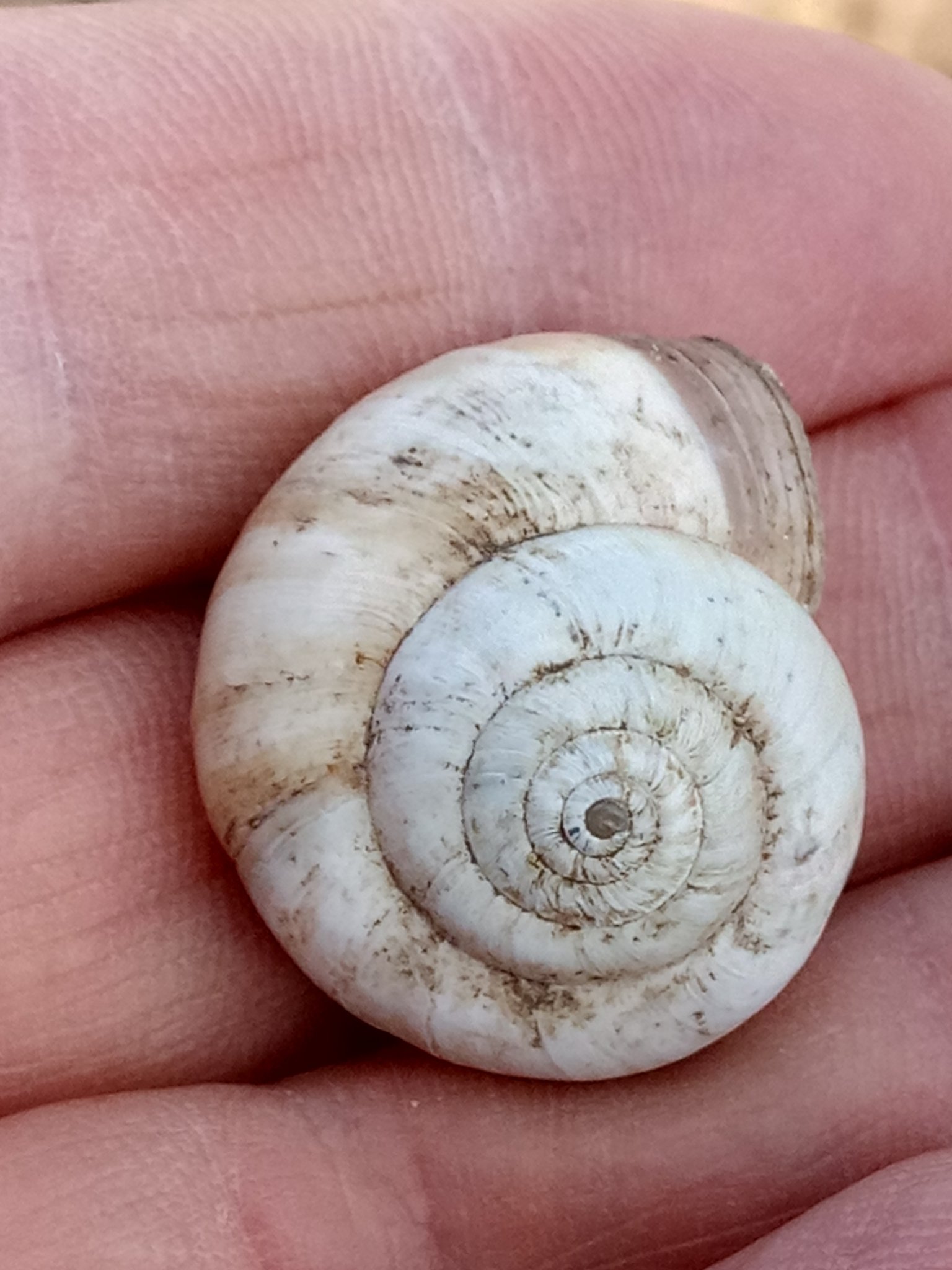 Xerosecta cespitum