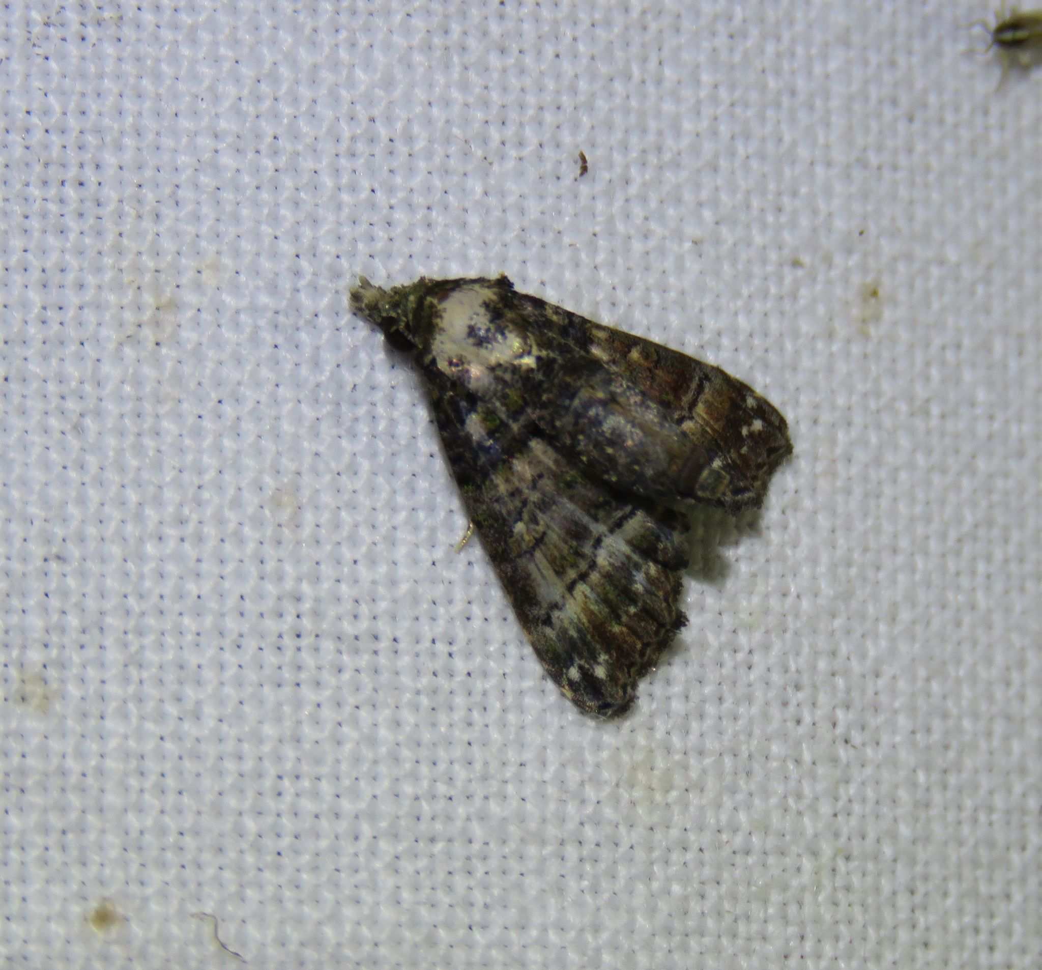 Chlumetia euthysticha