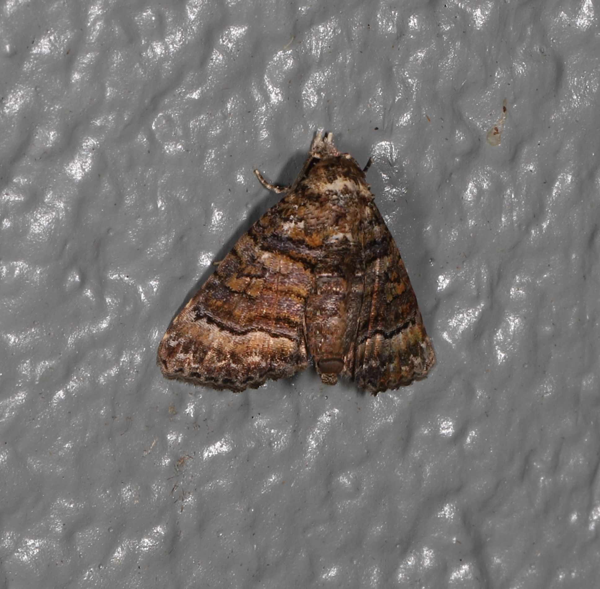 Chlumetia euthysticha
