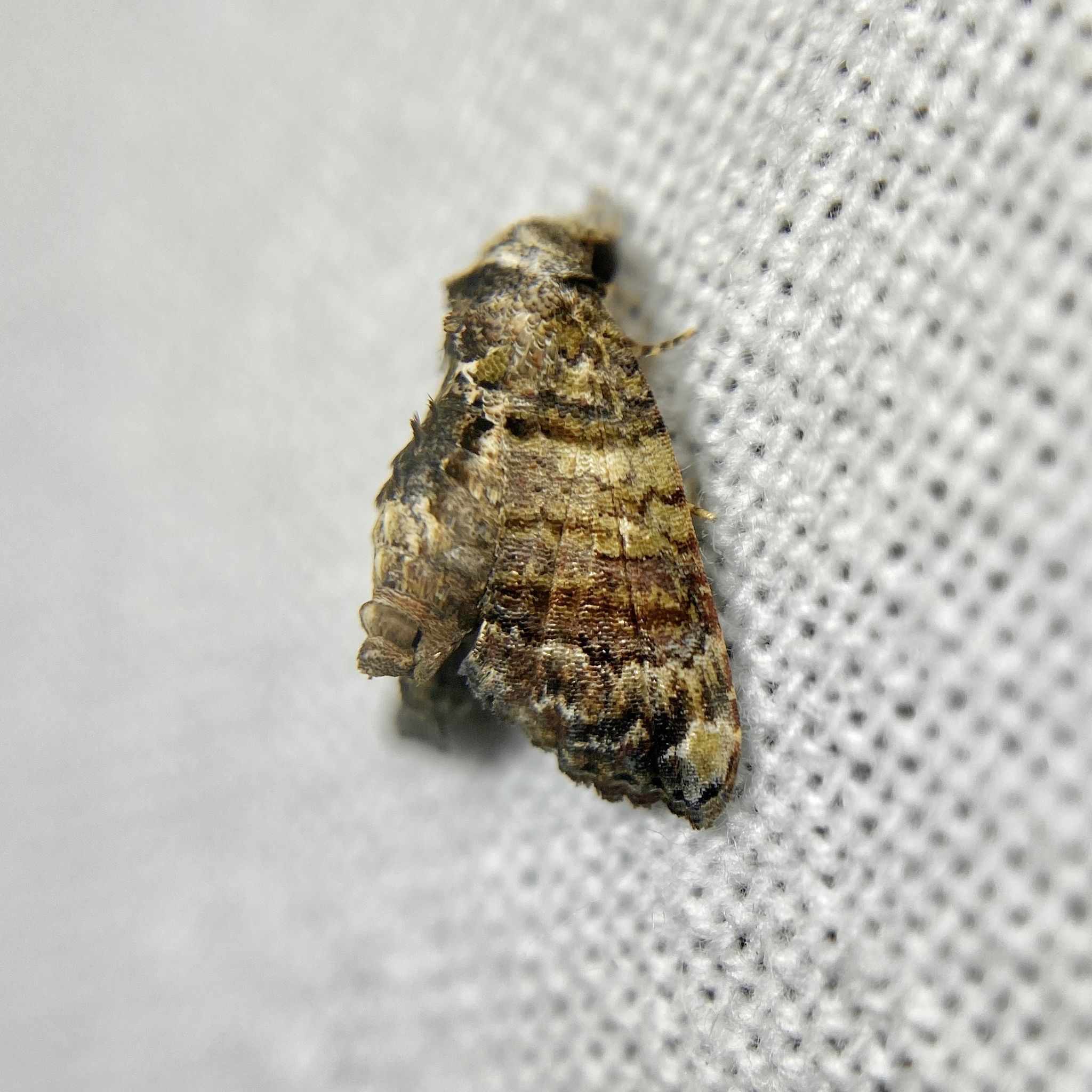Chlumetia euthysticha