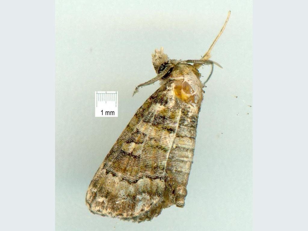 Chlumetia euthysticha