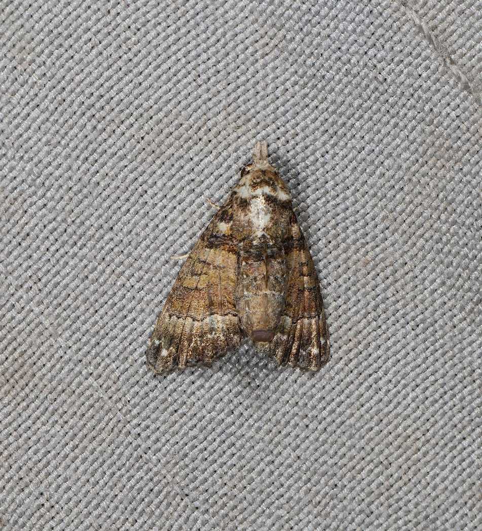 Chlumetia euthysticha