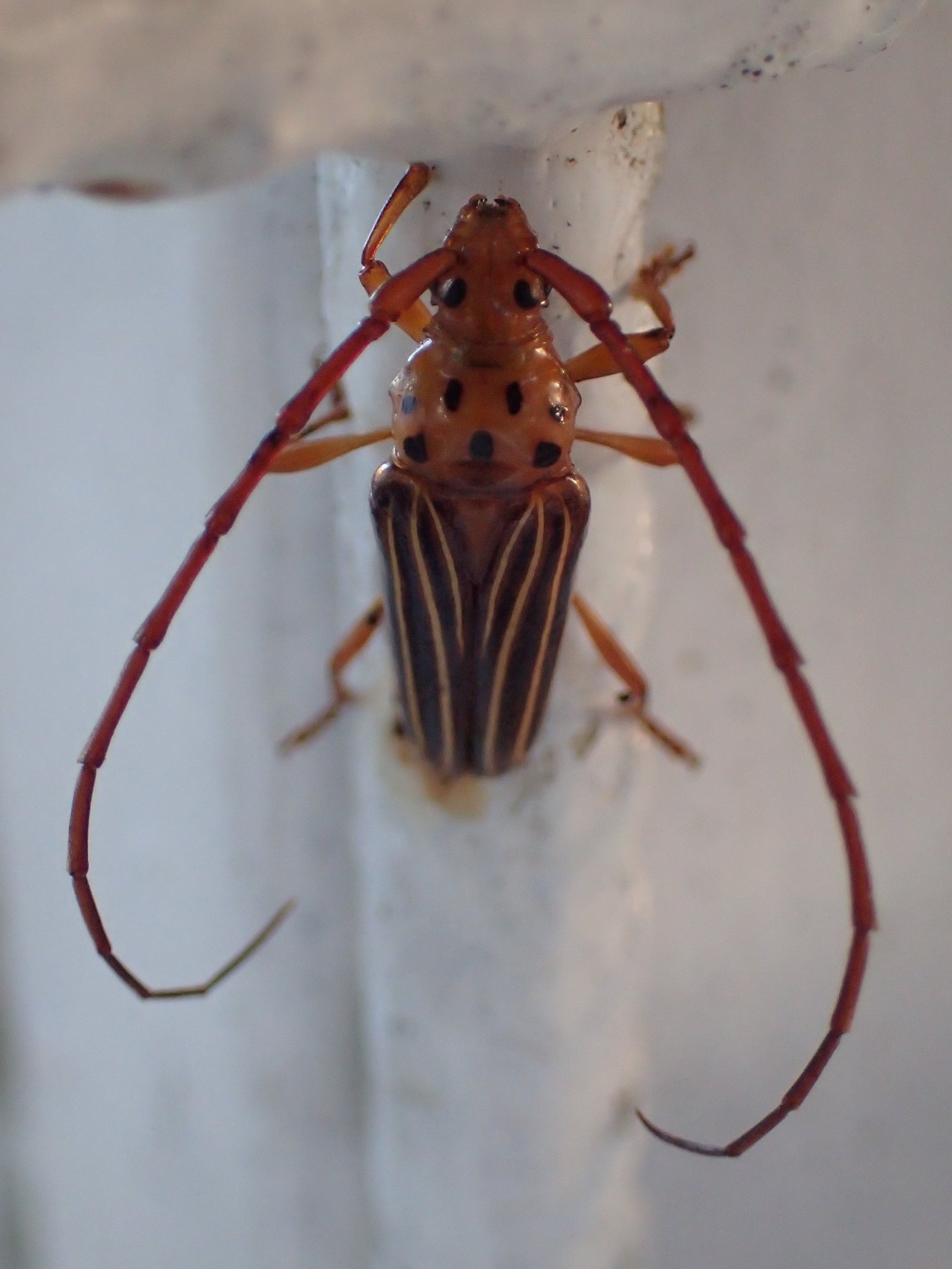 Oxymerus