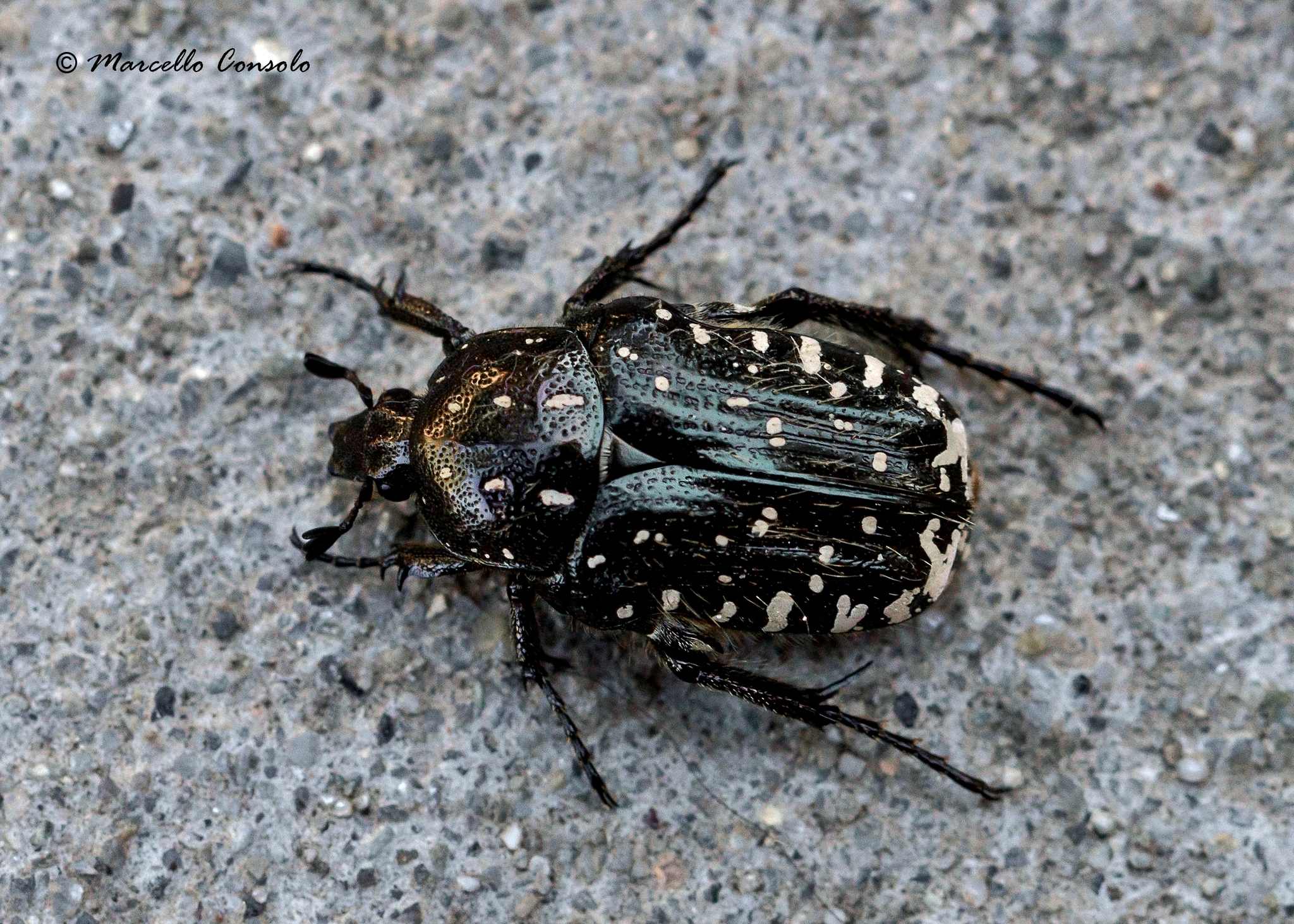 Oxythyrea funesta