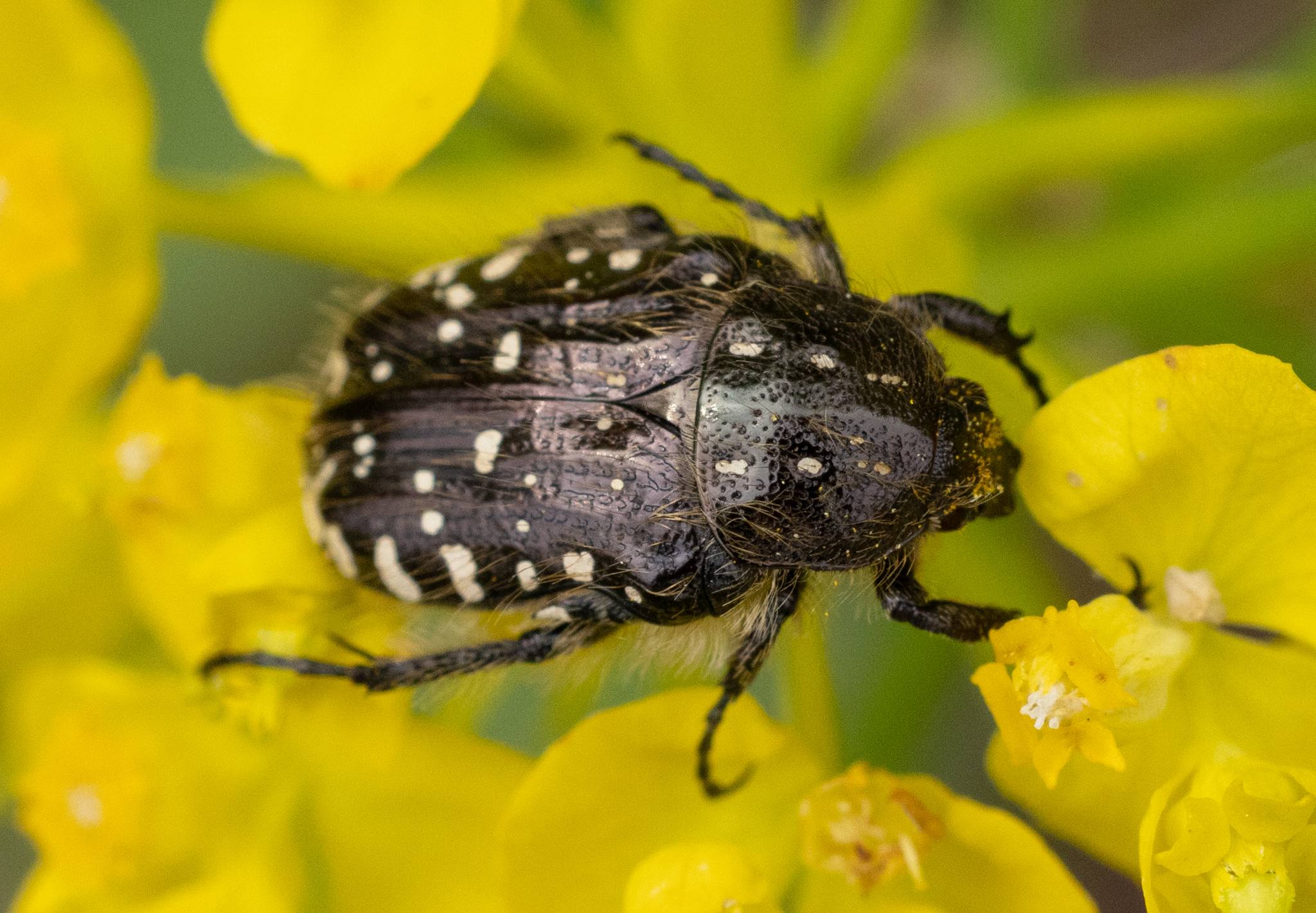 Oxythyrea funesta