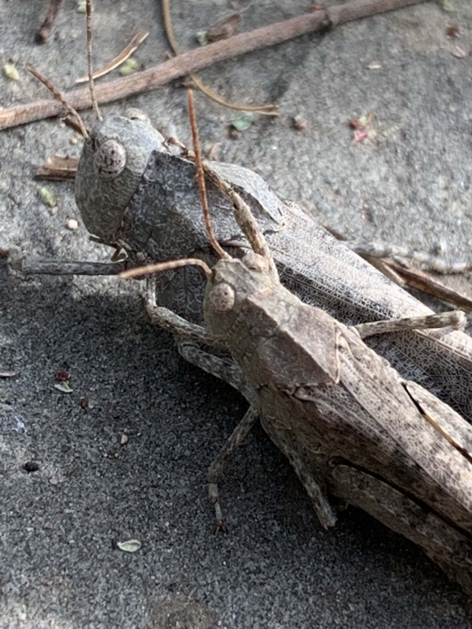 Dissosteira carolina