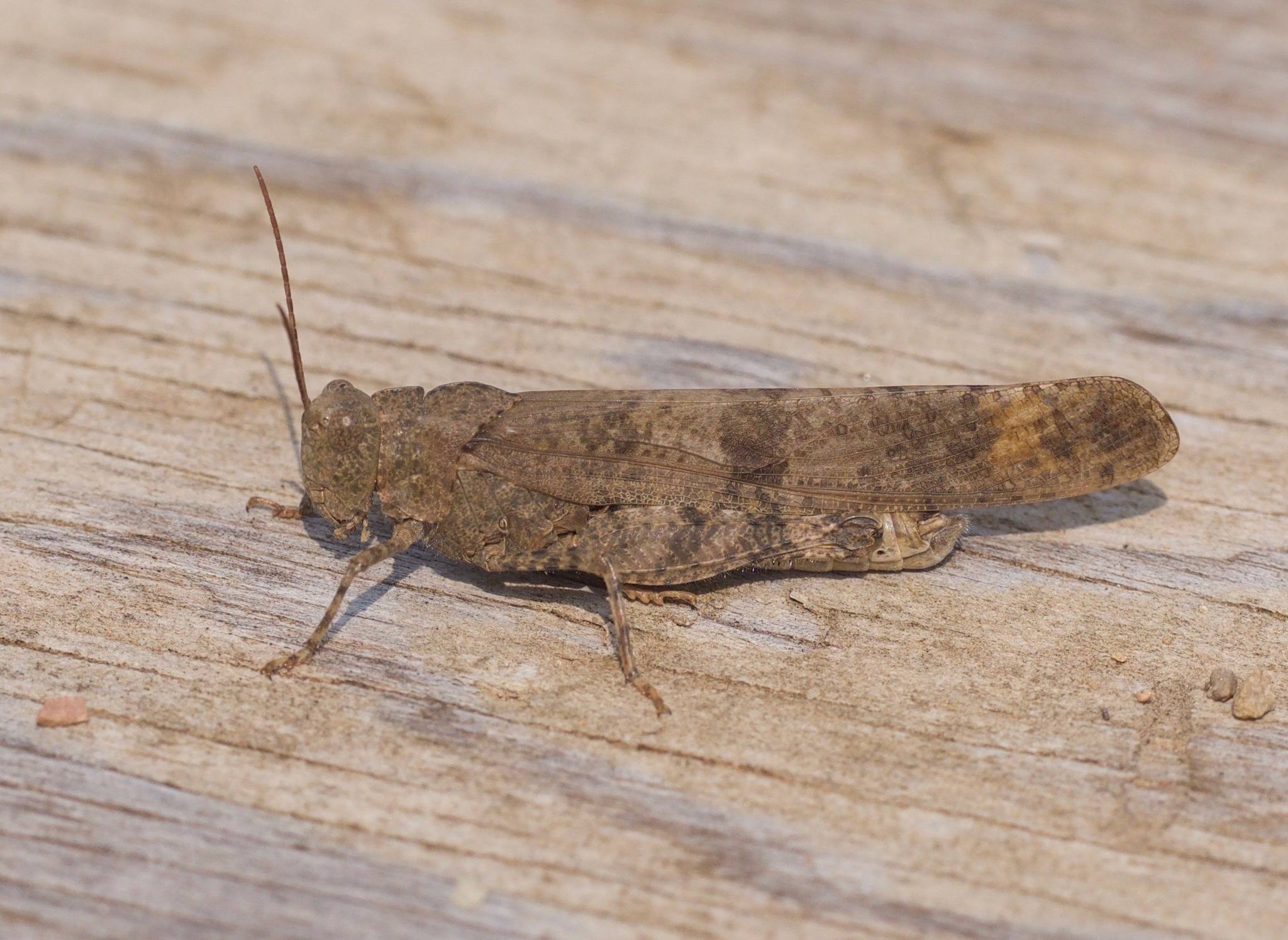 Dissosteira carolina