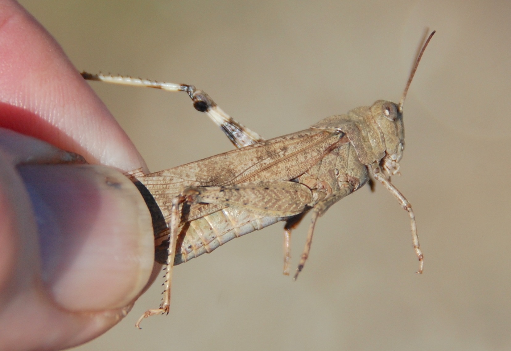 Dissosteira carolina