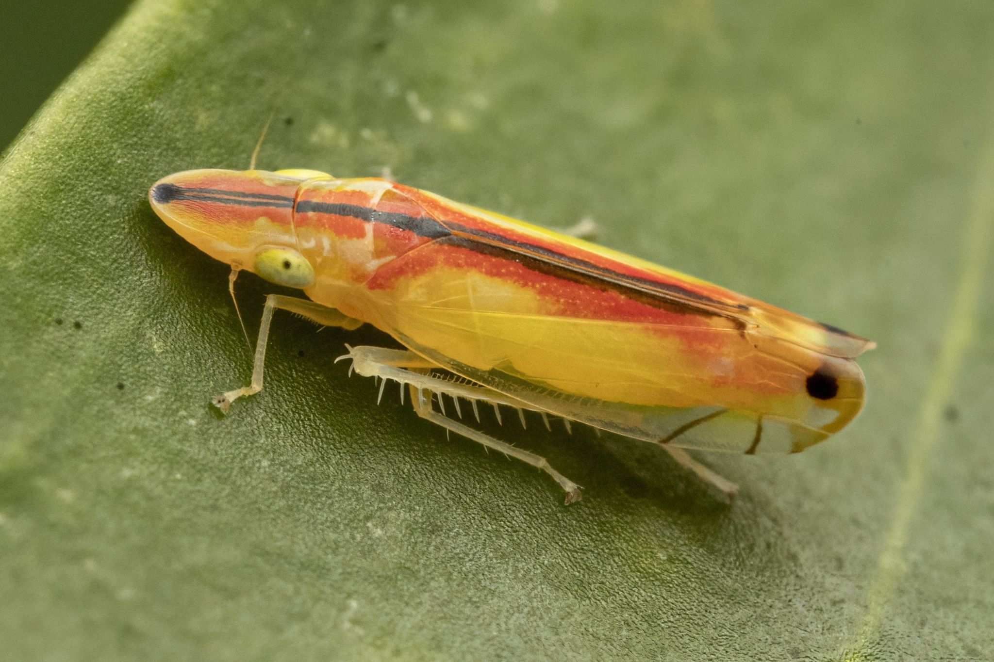 Sophonia orientalis