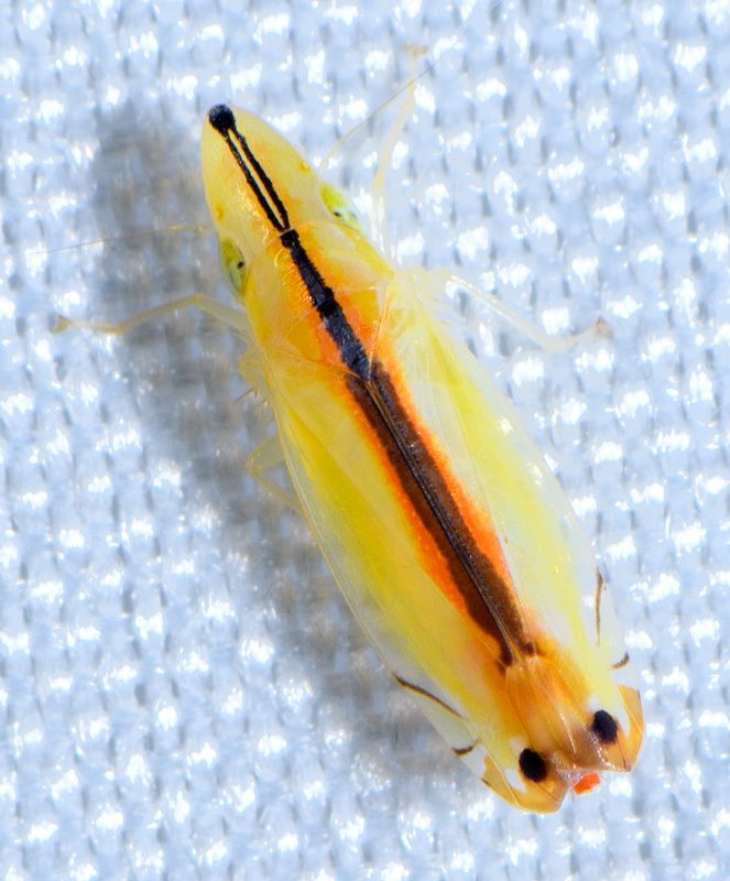 Sophonia orientalis